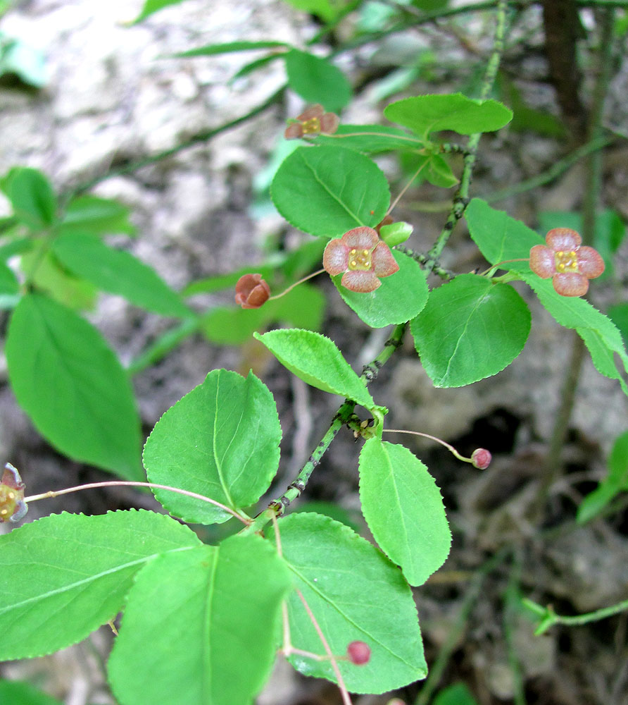 Image of Euonymus verrucosus specimen.