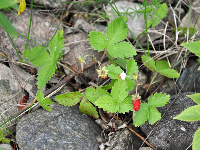 Image of Fragaria vesca specimen.