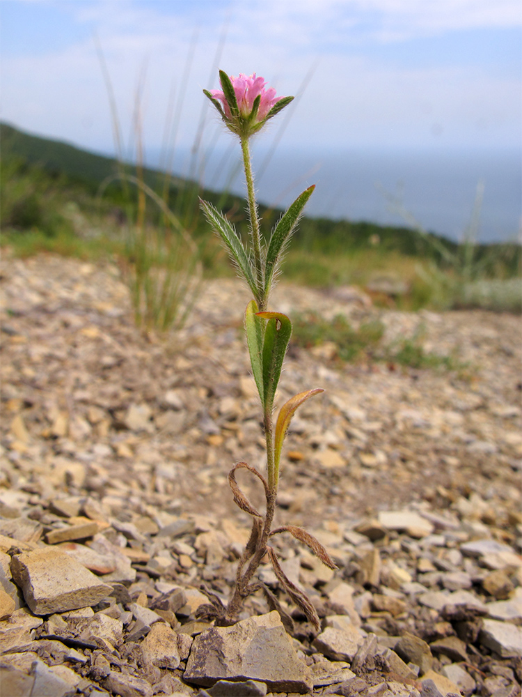 Image of Lomelosia micrantha specimen.