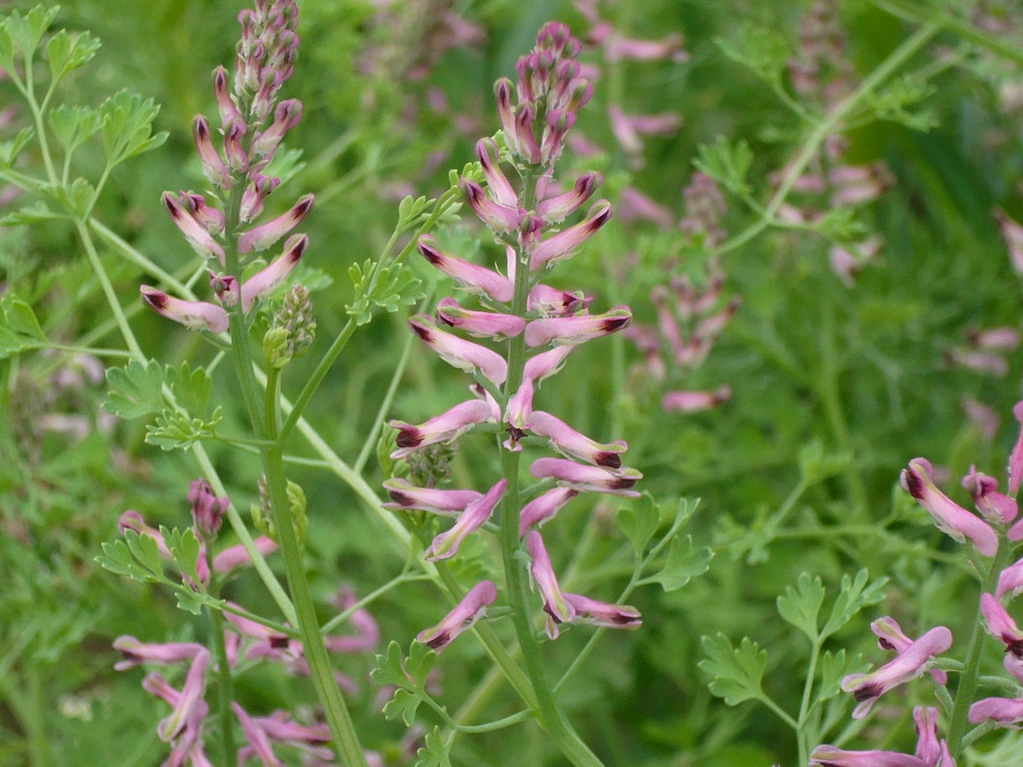 Изображение особи Fumaria officinalis.