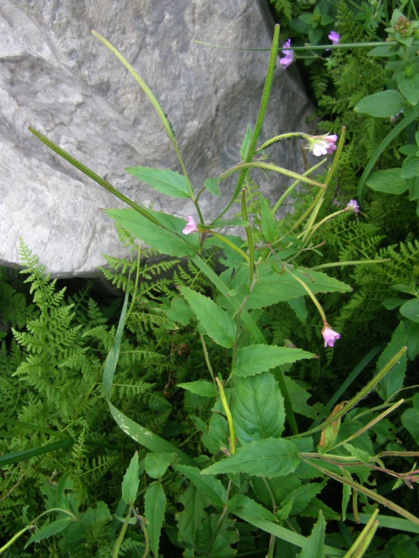 Image of Epilobium montanum specimen.