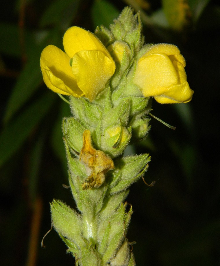 Изображение особи Verbascum thapsus.