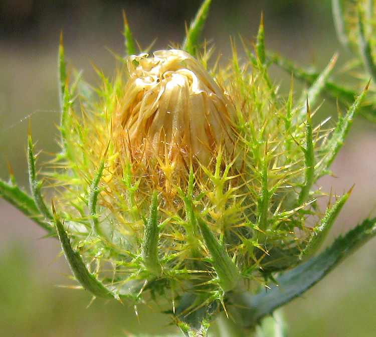 Image of Carlina biebersteinii specimen.