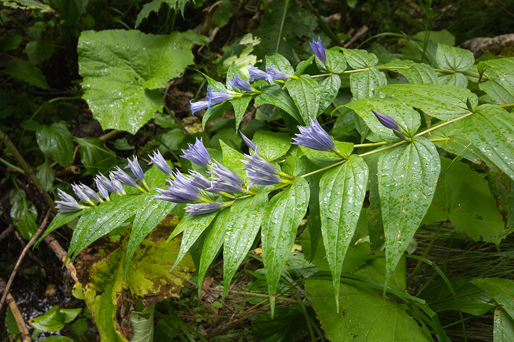 Image of Gentiana schistocalyx specimen.