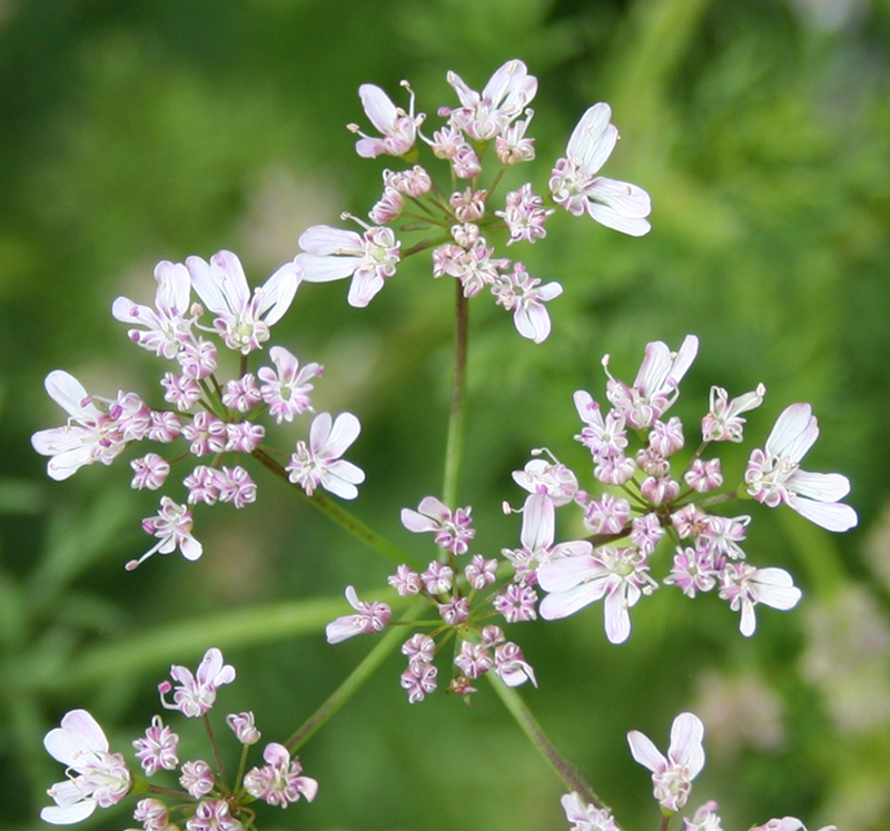 Image of Coriandrum sativum specimen.