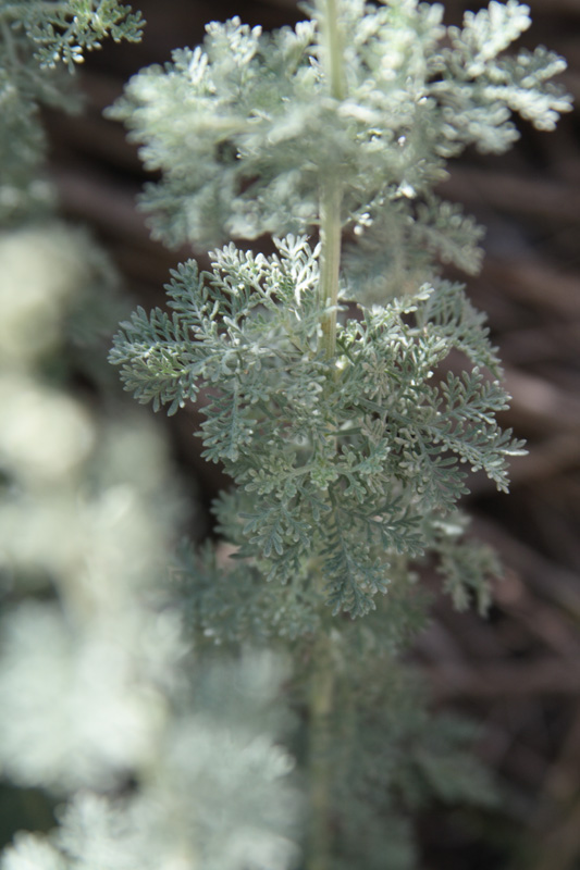 Image of Artemisia persica specimen.