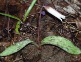 Erythronium caucasicum