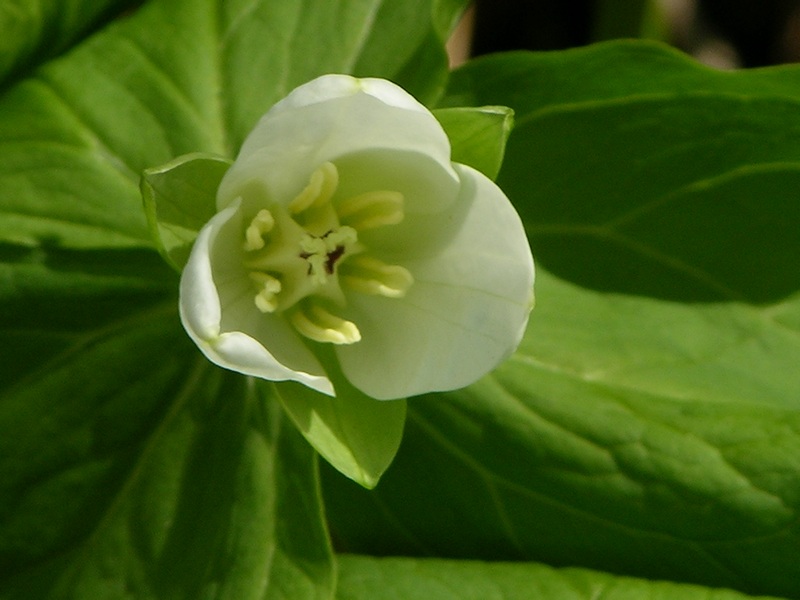 Изображение особи Trillium camschatcense.