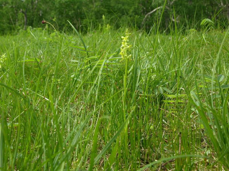 Image of Limnorchis convallariifolia specimen.