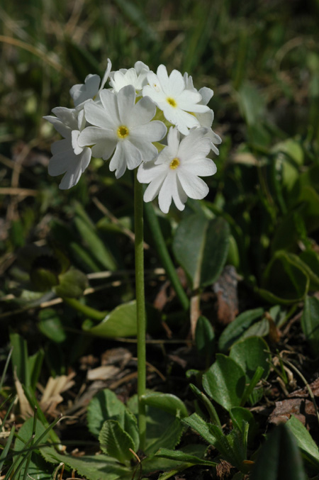 Image of Primula algida specimen.