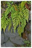 Asplenium adiantum-nigrum