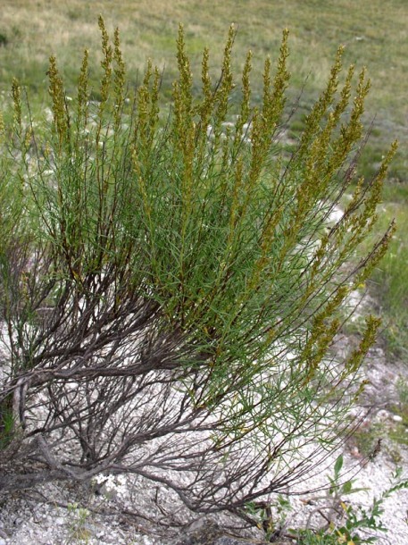 Изображение особи Artemisia salsoloides.