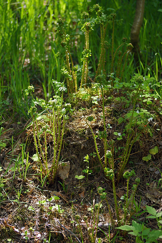 Image of Dryopteris expansa specimen.