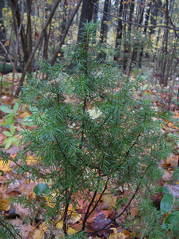 Image of Juniperus communis specimen.