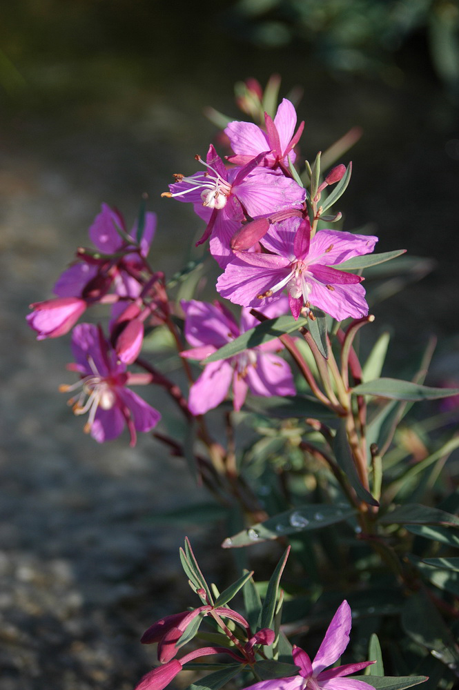 Image of Chamaenerion latifolium specimen.