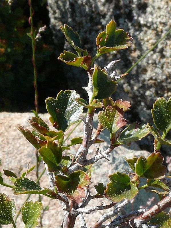 Image of Ribes heterotrichum specimen.