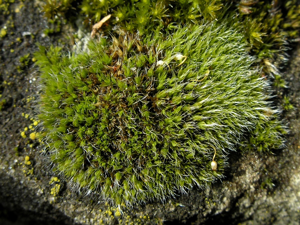 Изображение особи Grimmia pulvinata.