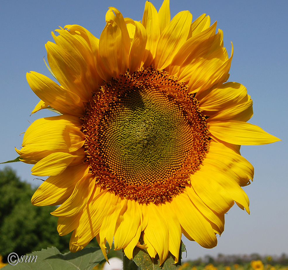 Изображение особи Helianthus annuus.