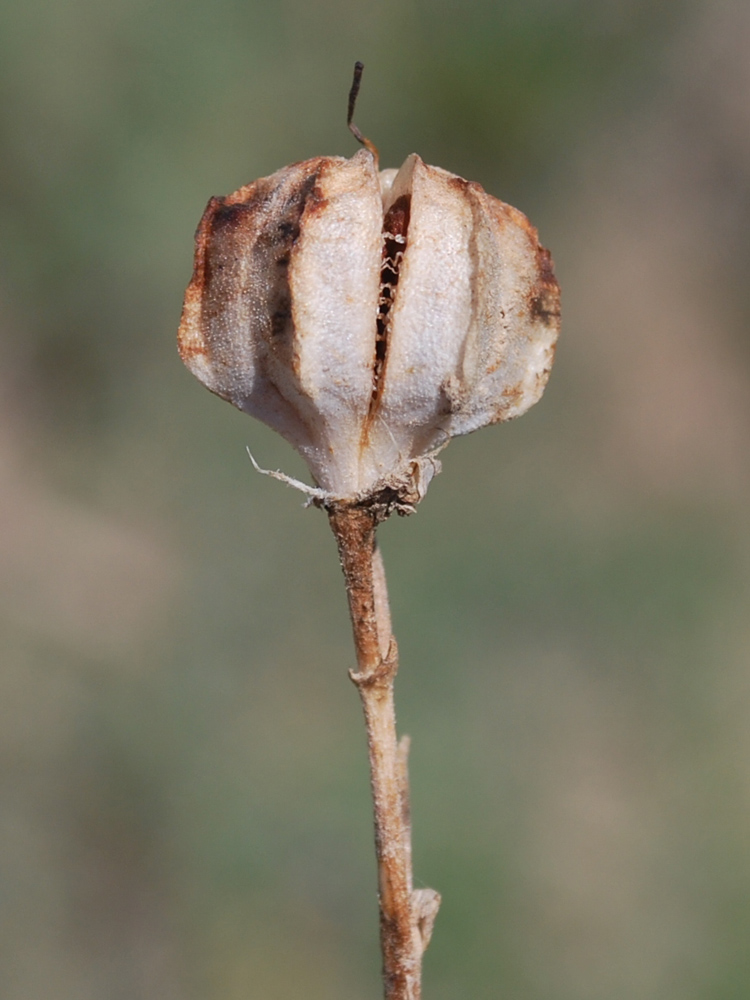 Image of Rhinopetalum stenantherum specimen.