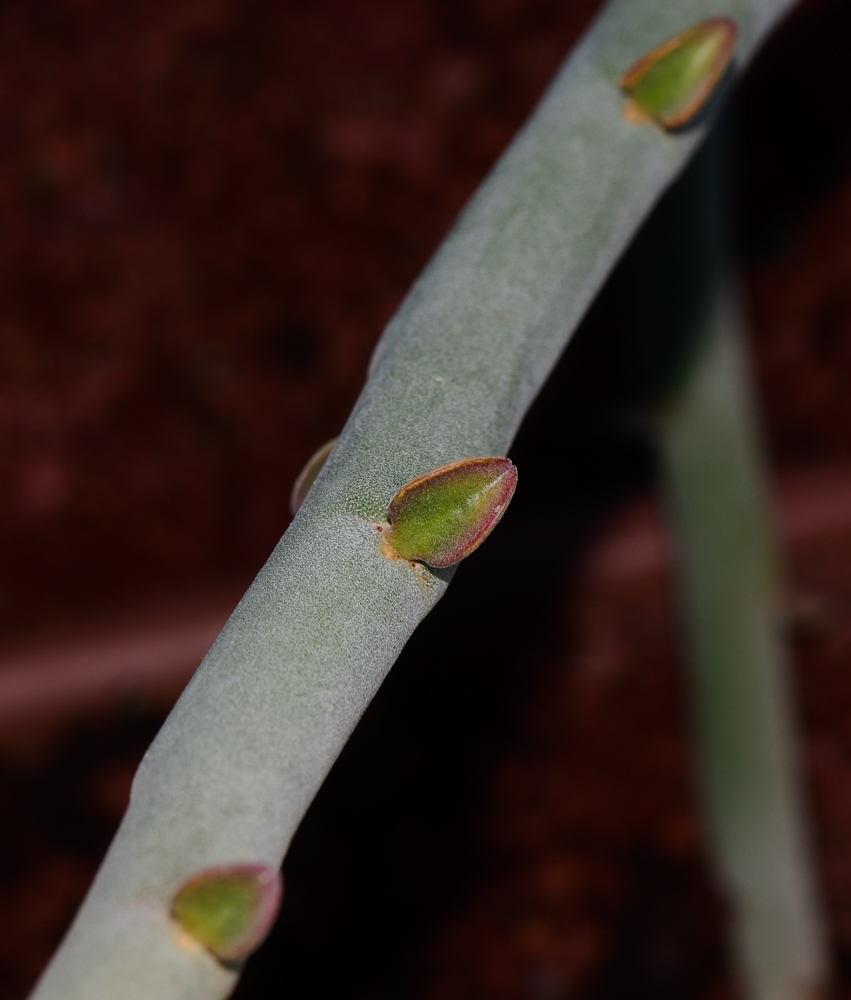 Изображение особи Euphorbia lomelii.