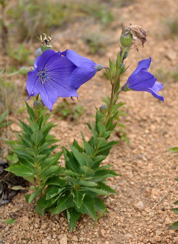 Изображение особи Platycodon grandiflorus.