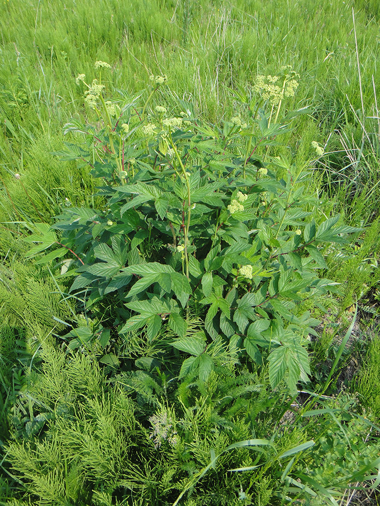 Image of Filipendula ulmaria specimen.