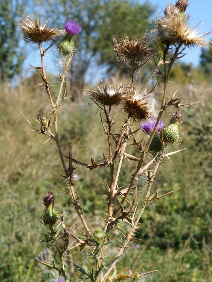 Image of Cirsium vulgare specimen.