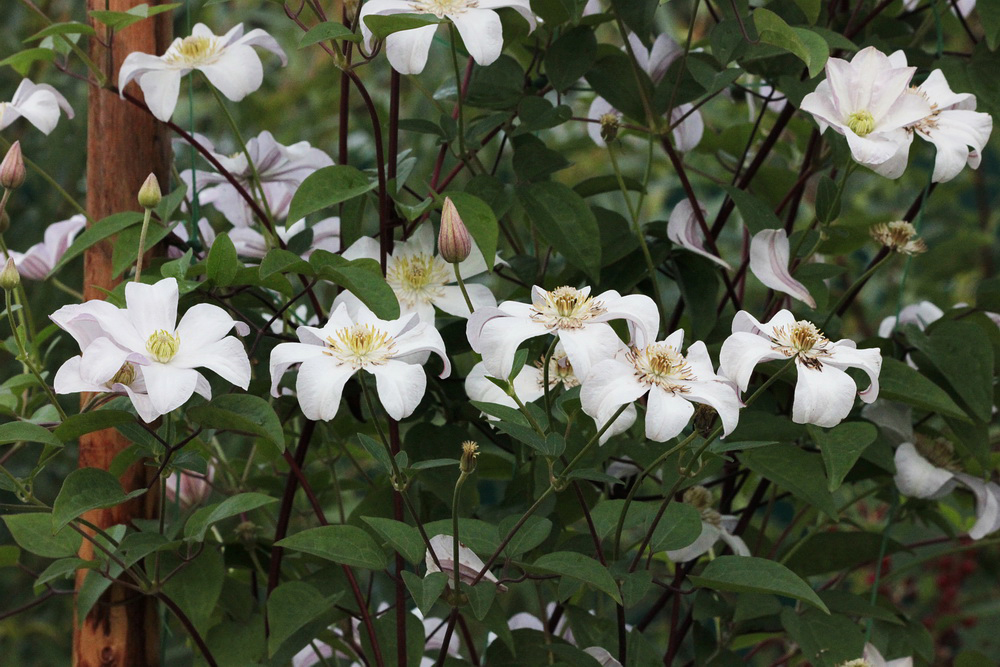 Image of Clematis &times; jackmanii specimen.