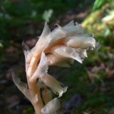 Hypopitys monotropa. Соцветие. Свердловская обл., окр. г. Североуральск, р-н скал Три Брата, лиственнично-еловый лес. 15.08.2014.