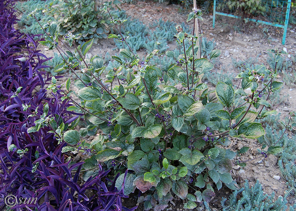 Image of Clematis heracleifolia specimen.