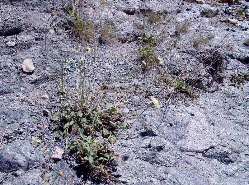 Изображение особи Cephalaria dagestanica.