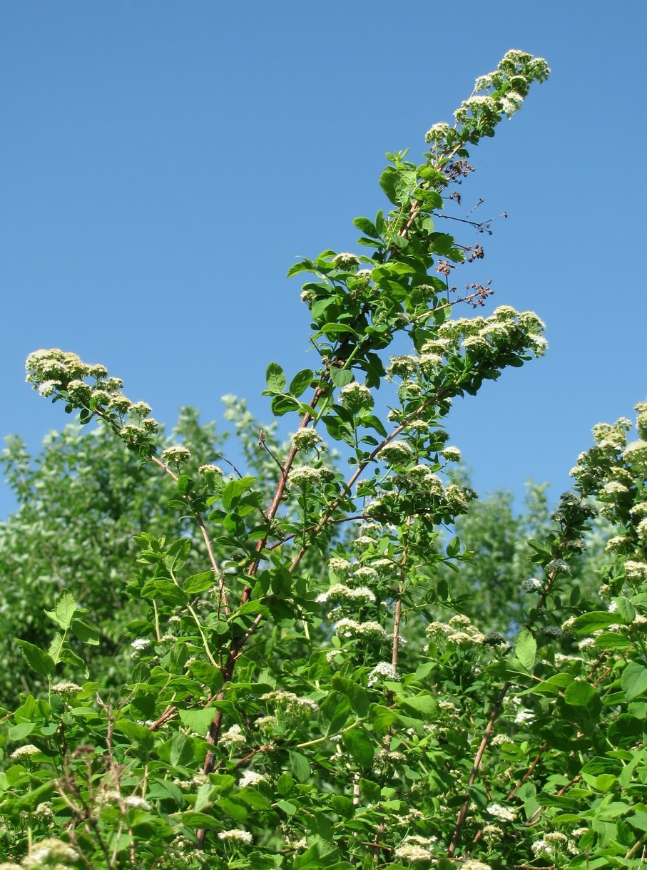 Image of Spiraea media specimen.