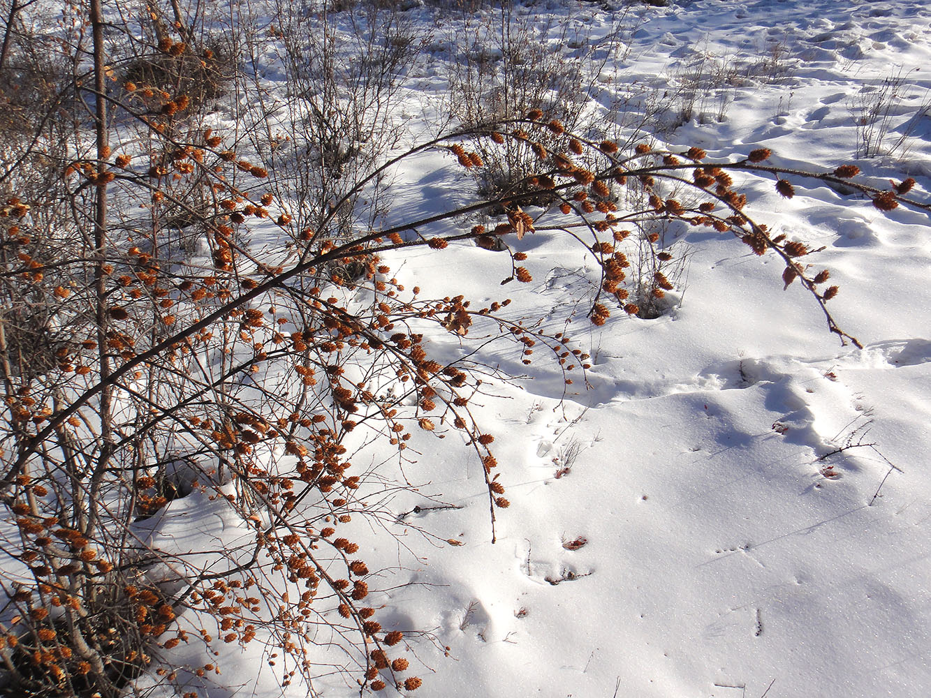 Image of Betula fruticosa specimen.