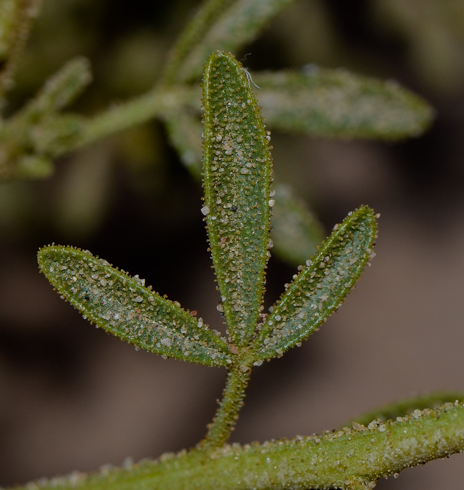 Image of Cleome amblyocarpa specimen.