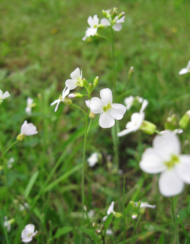 Изображение особи Arabidopsis arenosa.