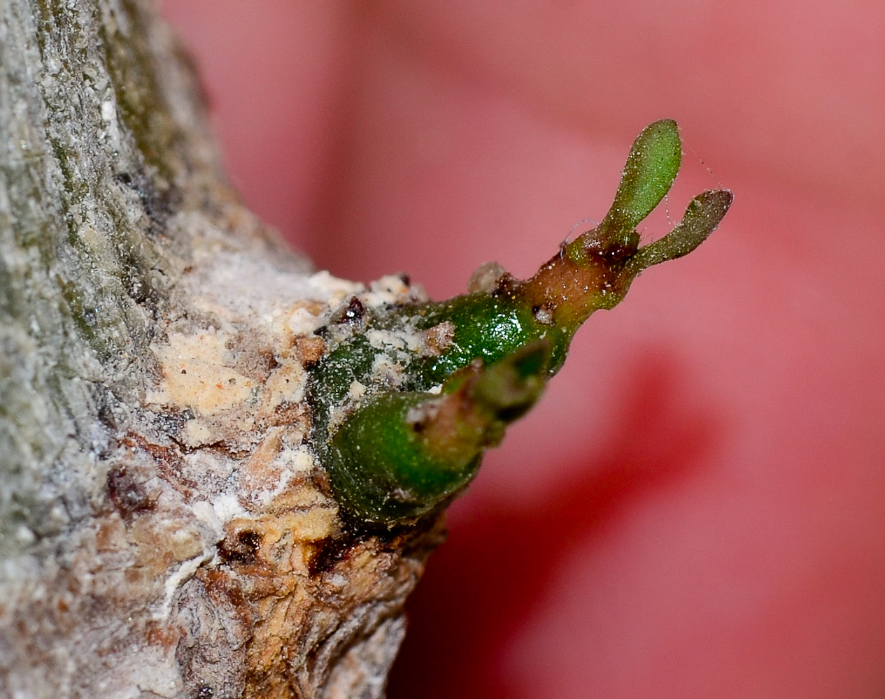 Image of Euphorbia tirucalli specimen.