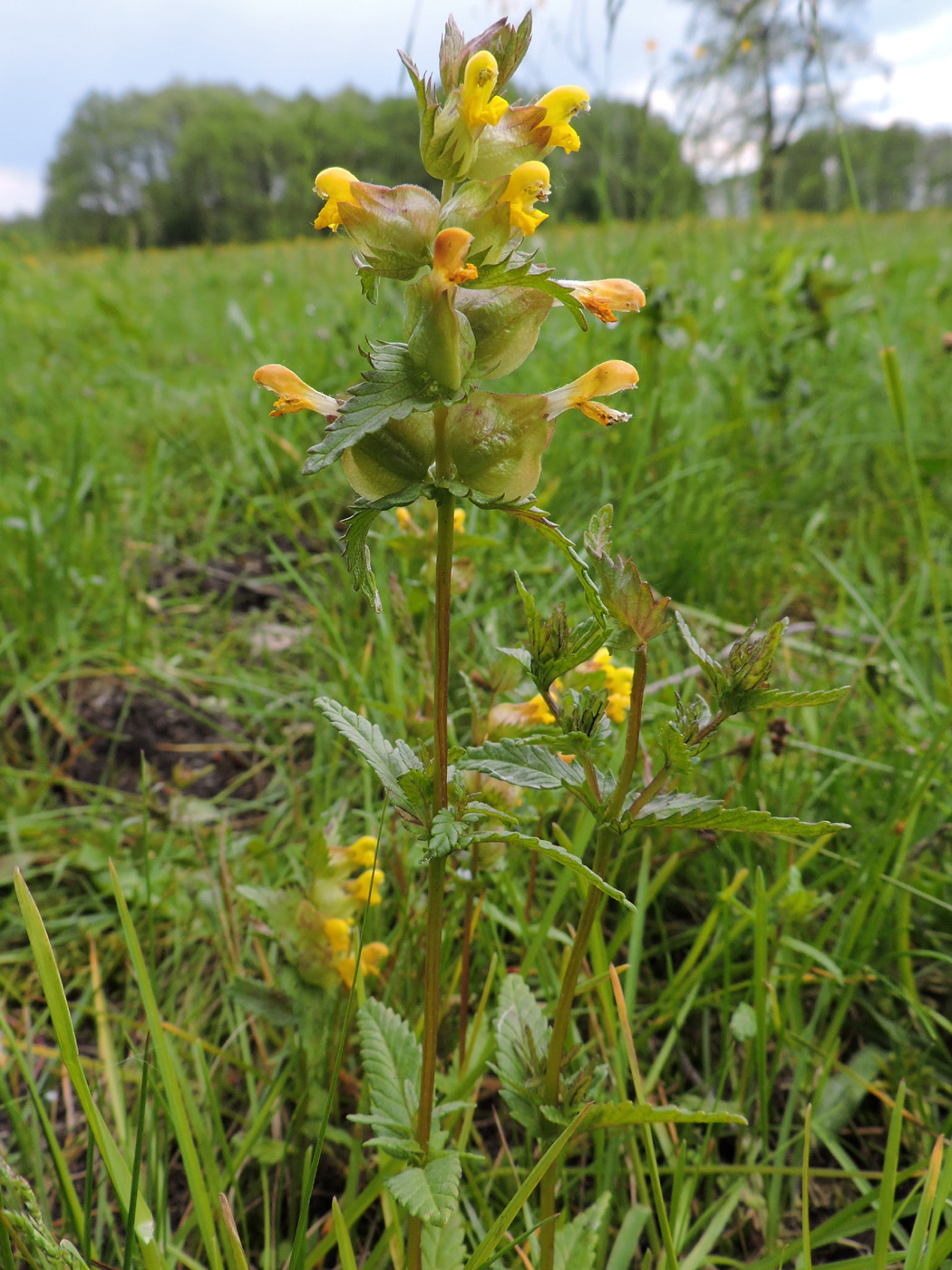 Изображение особи род Rhinanthus.