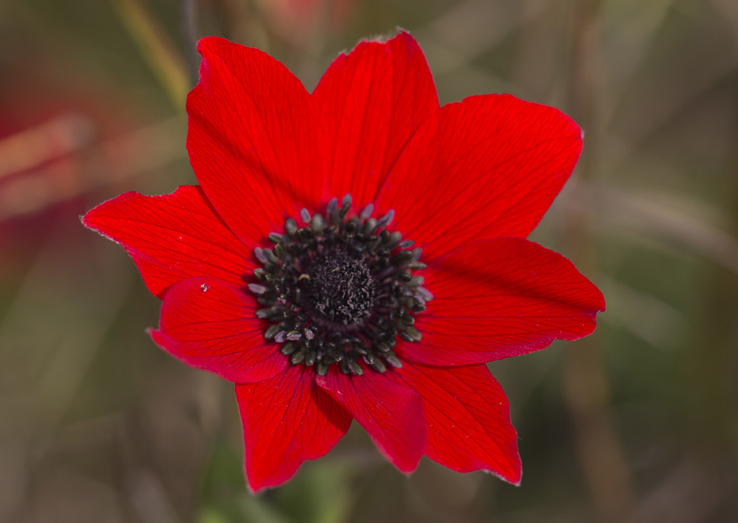 Изображение особи Anemone pavonina.