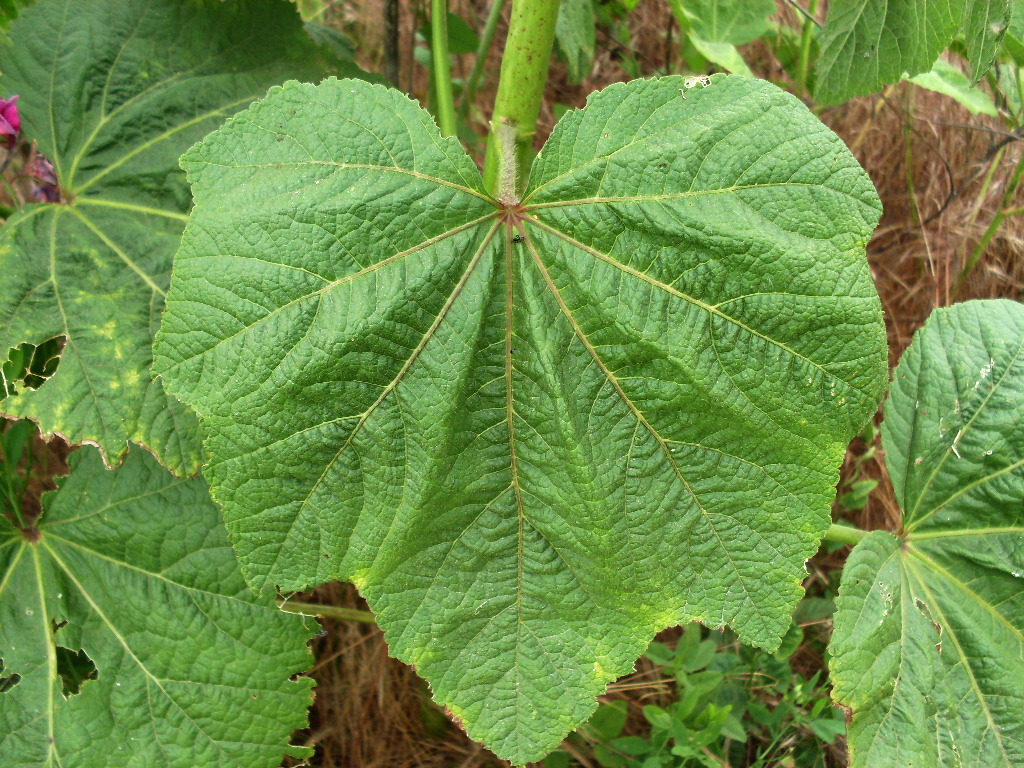 Изображение особи Alcea rosea.