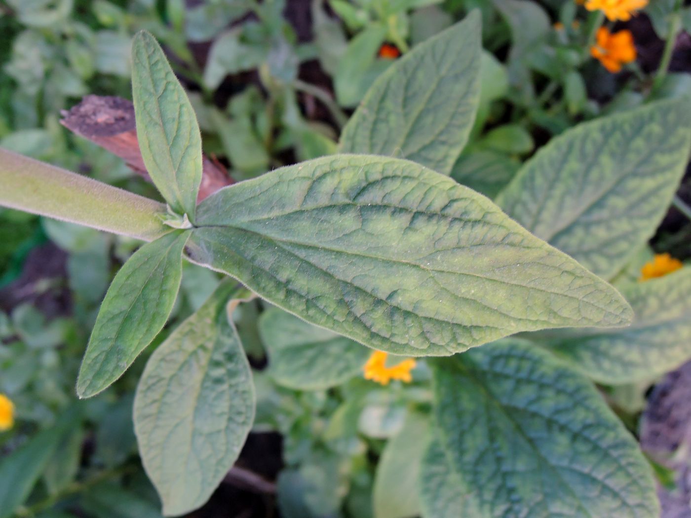 Image of Digitalis purpurea specimen.