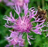 Centaurea jacea