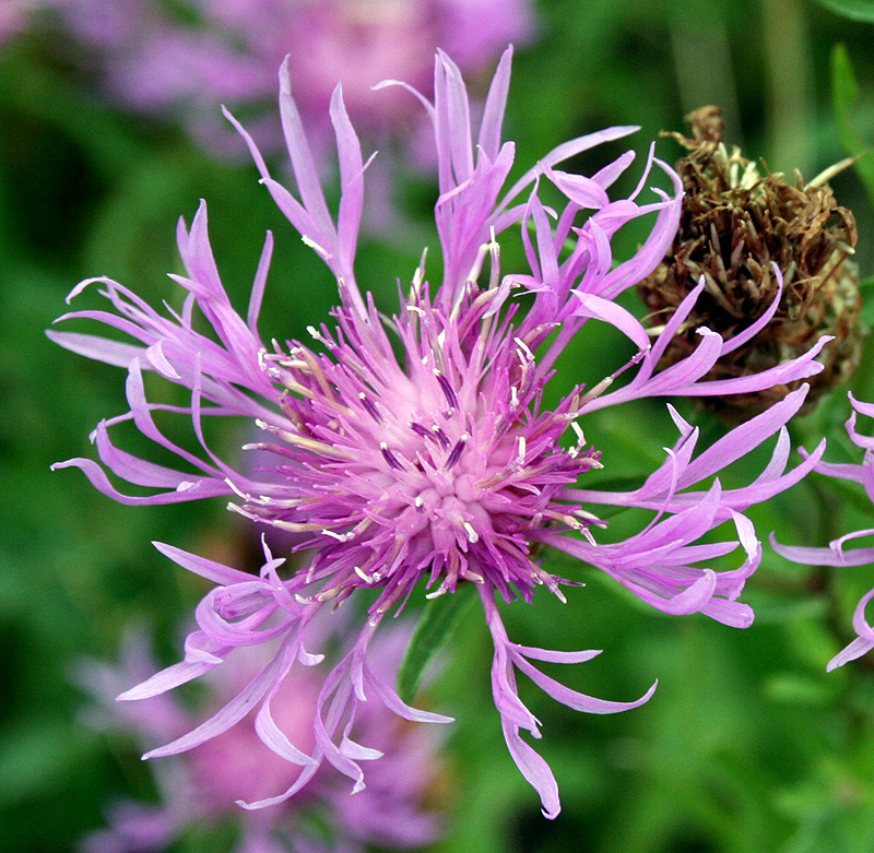 Image of Centaurea jacea specimen.