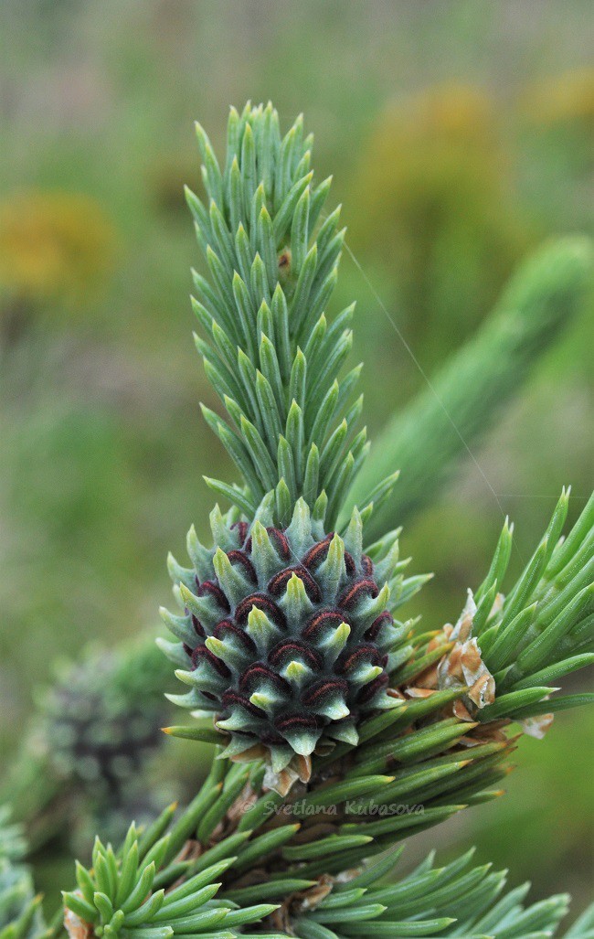 Изображение особи Picea obovata.