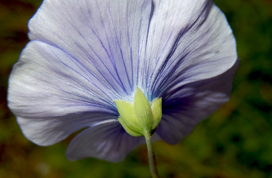 Изображение особи Linum squamulosum.