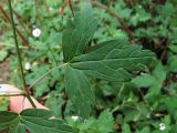 Geranium sibiricum. Лист. Ульяновское Заволжье, восстанавливающийся горелый лес, у тропы перед зарослями иван-чая узколистного. 11.08.2016.