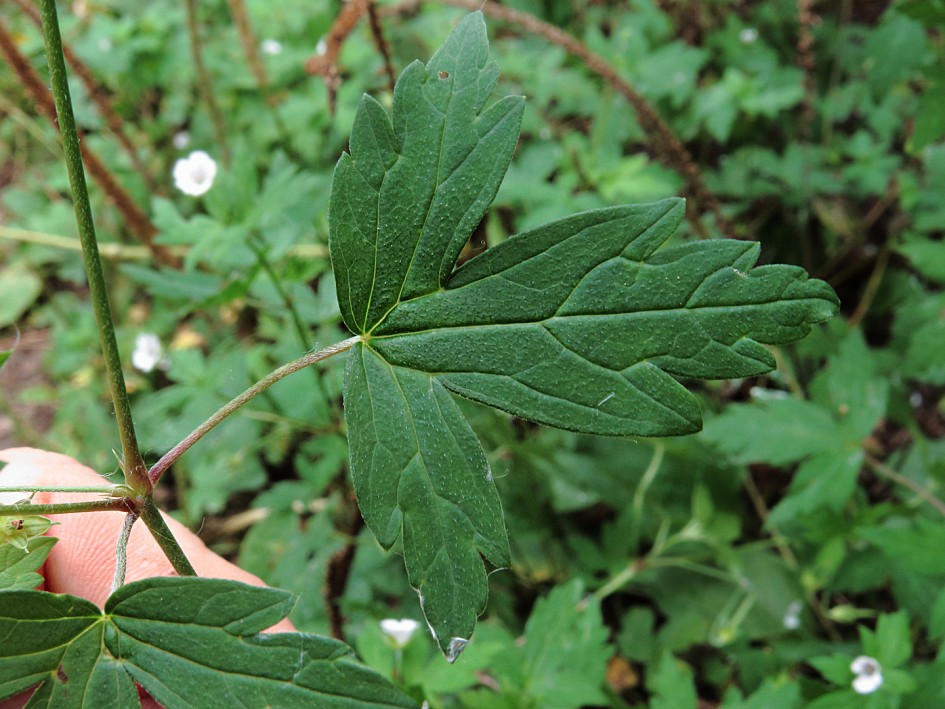 Image of Geranium sibiricum specimen.