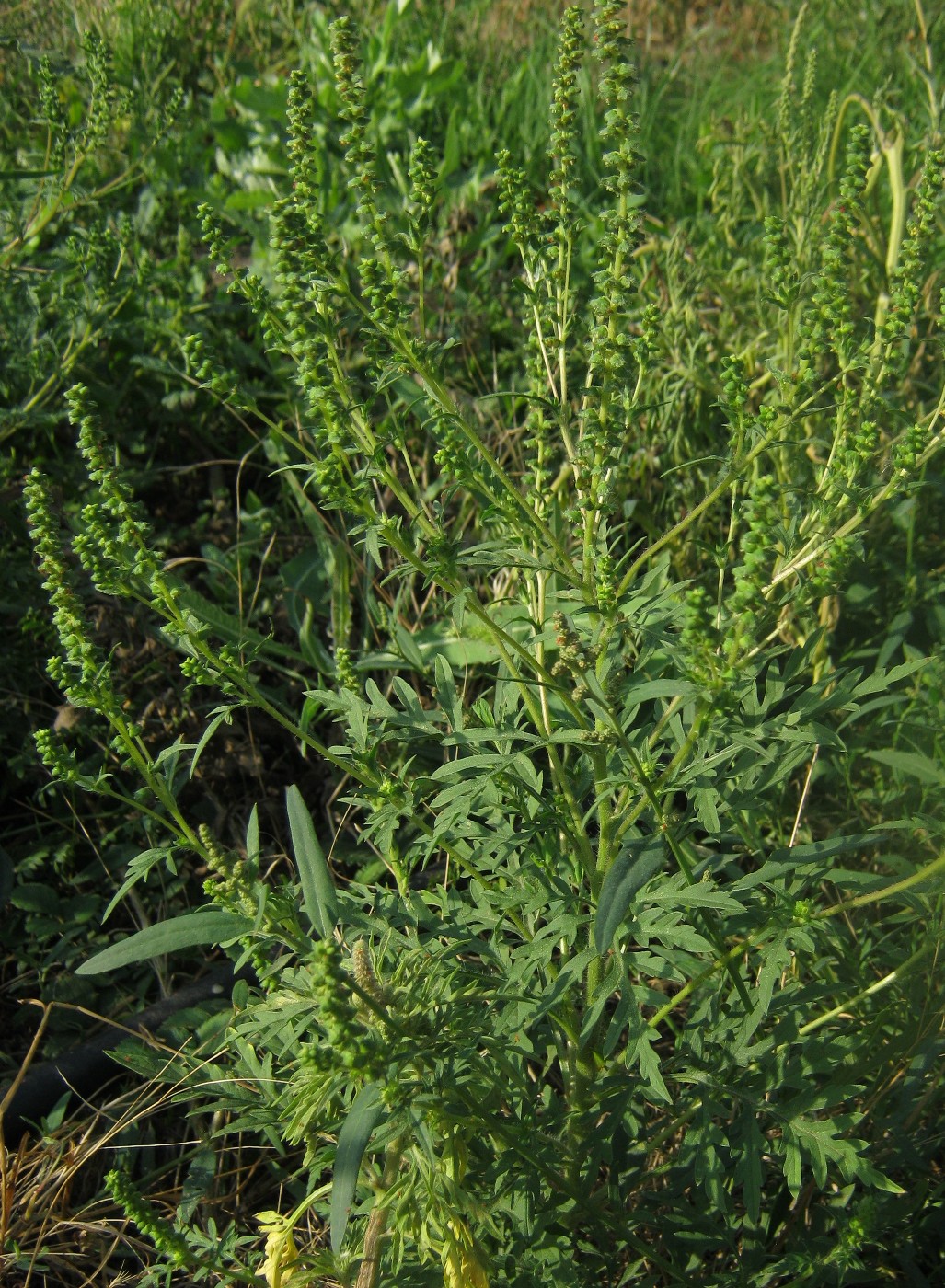 Image of Ambrosia artemisiifolia specimen.