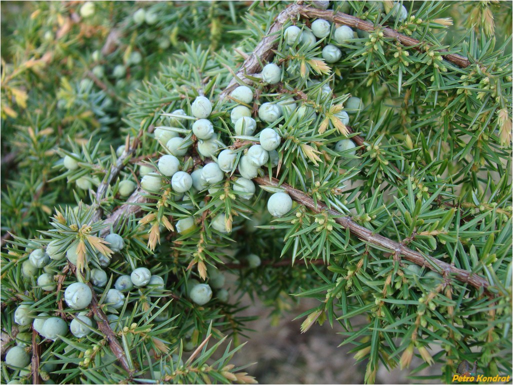 Image of Juniperus communis specimen.