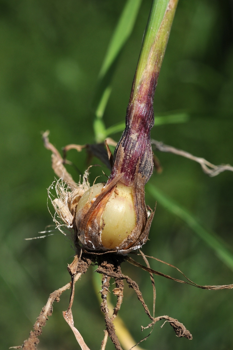 Изображение особи Hordeum bulbosum.