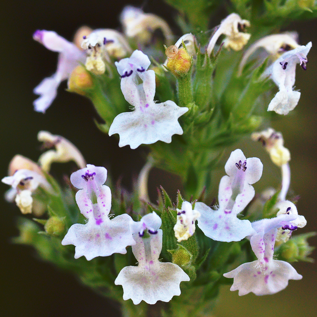 Image of Nepeta cataria specimen.